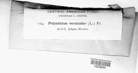 Polystictus versicolor image